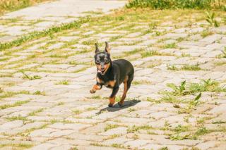 VELINN Pousadas Flor da Montanha - 1