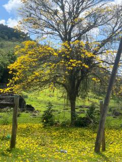 Sítio com água mineral, rio e cachoeira - 5