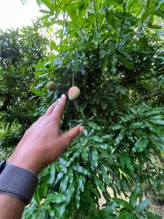 Haut de maison à Deshaies proche de Grande Anse - 7