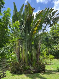 Haut de maison à Deshaies proche de Grande Anse - 1