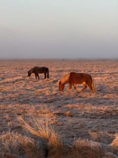 Large cabin 4 rooms with Hekla volcano view - 6