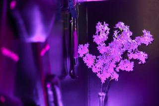 Les nuits défendues - Love room XXL privative - Maneva Appart - 5