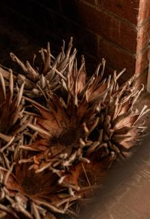 Paddys Shack - the bush spa! - 1