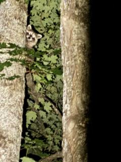 1 Bed Studio Cabin in the Woods with Kitchen - 1