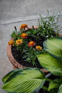 Puketapu Orchard Retreat - 3