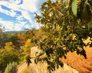 Kybele Nature Life - 5