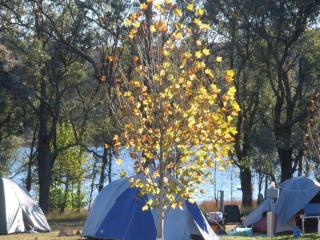 Tiny Away Escape at Granite Belt - Sommerville Valley Campsites - 2