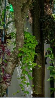 Green Serenity - Dambulla - 2