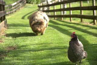 Willowbark Ranch B&B - 2