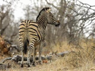 Mazuri Shamba Lodge - 2