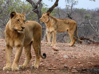Mazuri Shamba Lodge - 1