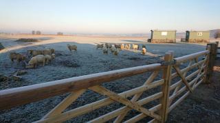 The Lookerer by Bloom Stays - 1