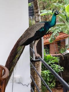 Panaci Home - Mirissa - 7