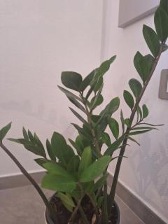 Maistu Pilia climber's rooms Ulassai - 2