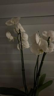 Apartment Wohlfühl-Nest - 2