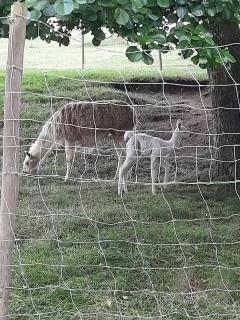 Le Refuge de Gatien - 5