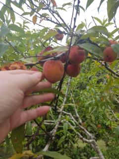 Sítio Pedra Branca - 8