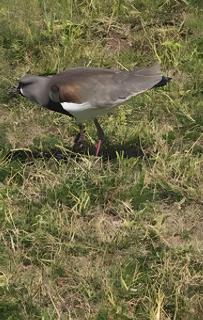 Casa Pé na Areia, Praia de Itaúna, Saquarema, Rj. - 6