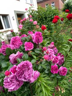 Brakel Monteu -Ferin Wohnung 1-5xDouble Zimmer - 7