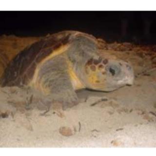 Villa Nicole - CORALLO APARTMENT - 4