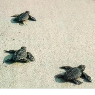 Villa Nicole - CORALLO APARTMENT - 3