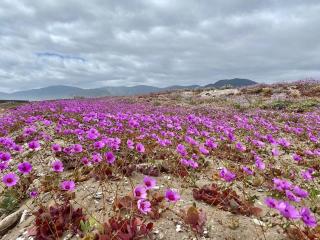 Increíble casa primera lineal Playa Morrillos - 9