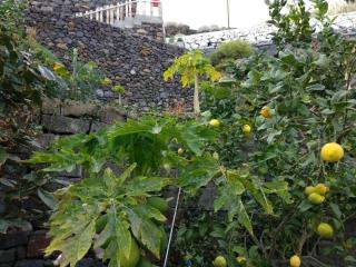 Apartamento Puerto Estaca 1 - 7