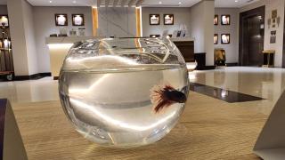 Maskan Alolya Serviced Apartment - 5