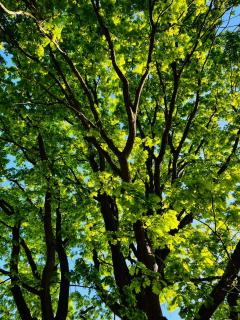 Natur & Wellness Ferienhaus Garden - 3