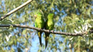 Recanto da Natureza - 1