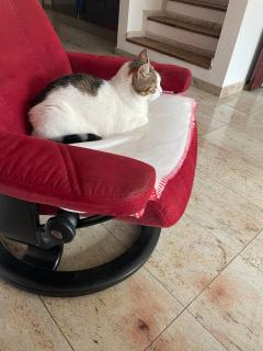 Wohlfühlhaus mit Jacuzzi, Fitness, Infrarotkabine, Kamin, Piano, tolle Lage - Viena - 2