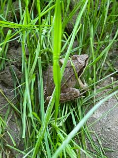 elements - Solina, z sauną - 6