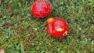 Seeblick in Schwarzwald - 1