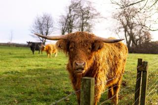 The Lodge House - By Elie - 7