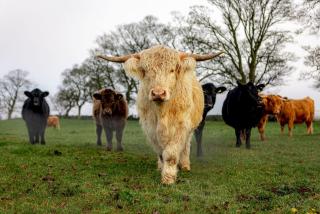 The Lodge House - By Elie - 9