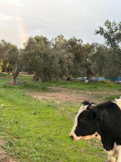 Ayvalik İnfinity Yaşam Vadisi - 4