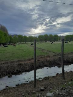 Calafates y lavandas - 9