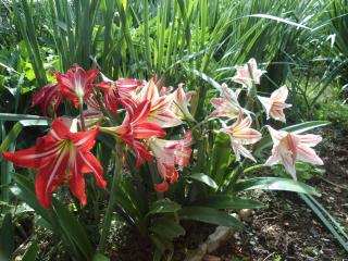 Apartments with parking space Vodice - 12721 - 1