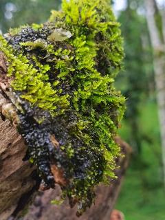 Granja Agua Azul, Wi-FI,AC-WC,Parking,la Fortuna - 5