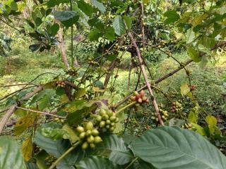 Morning mist holidays Thusharagiri - 4