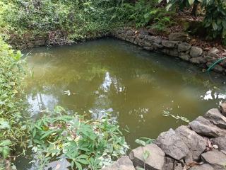 Morning mist holidays Thusharagiri - 5