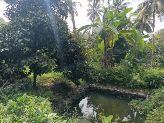 Morning mist holidays Thusharagiri - 6