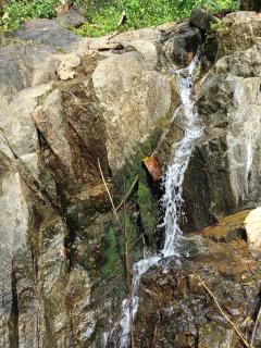 Morning mist holidays Thusharagiri - 8