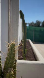 Oasis Pool in the Desert BBQ and Garden - 4