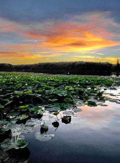 Pensiunea Pelicanilor - 8