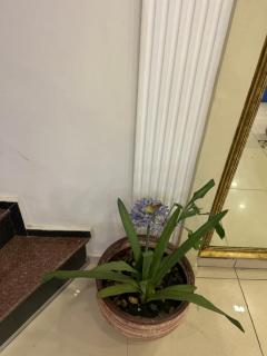 Best apart oldtown - 9