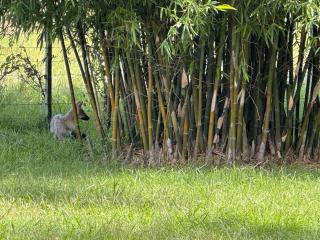 Hermosa casa de campo con jardines - estanque y piscina - 1
