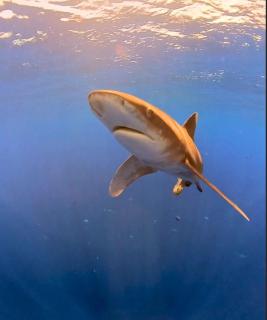 SCUBA HAVEN Fuvahmulah Guesthouse - 1