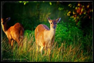 Sikhri Kaziranga Homestay - 3