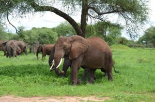 Kilimanjaro Village Hotel - 6